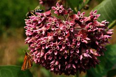 photo 0068